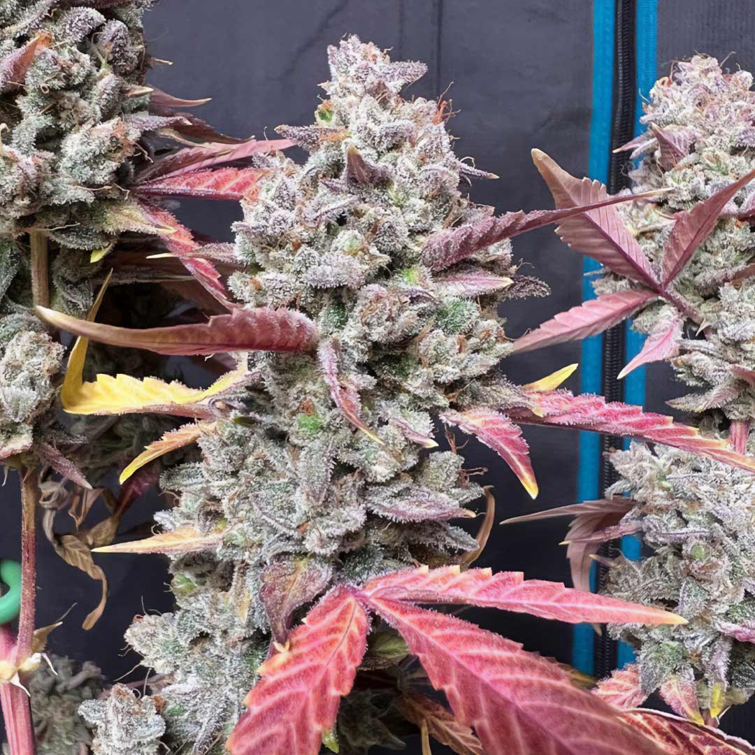 Blue Sprayed Shoes Remix Auto Cannabis Seeds by Night Owl Seeds
