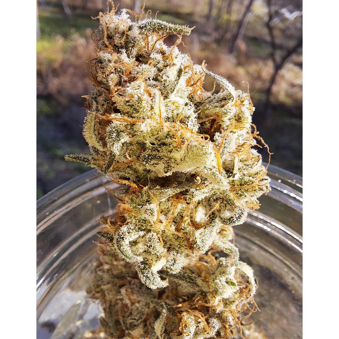 Popesicle Auto Cannabis Seeds by Night Owl Seeds