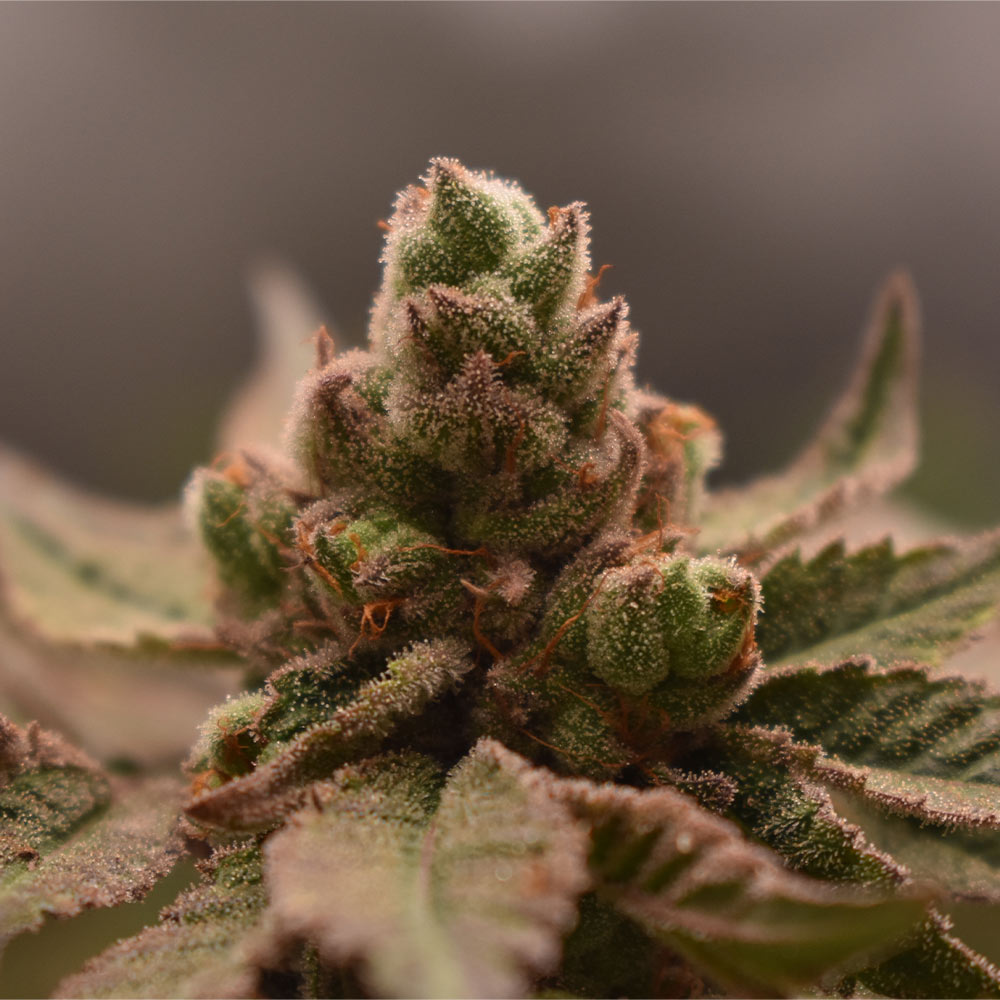 Bananapples Feminized Cannabis Seeds by Old School Genetics Wholesale