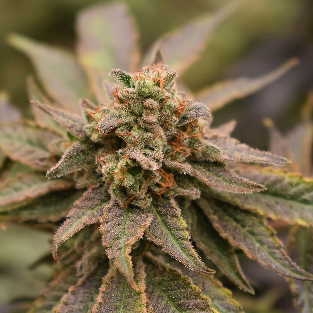 Banana Jungle Feminized Cannabis Seeds by Old School Genetics Wholesale