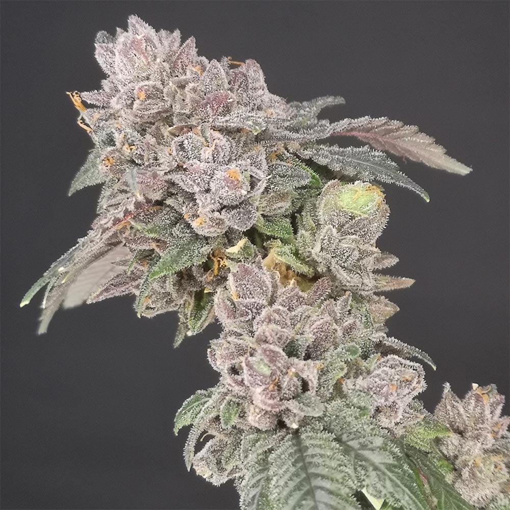 Key Banana Feminized Cannabis Seeds by Old School Genetics Wholesale