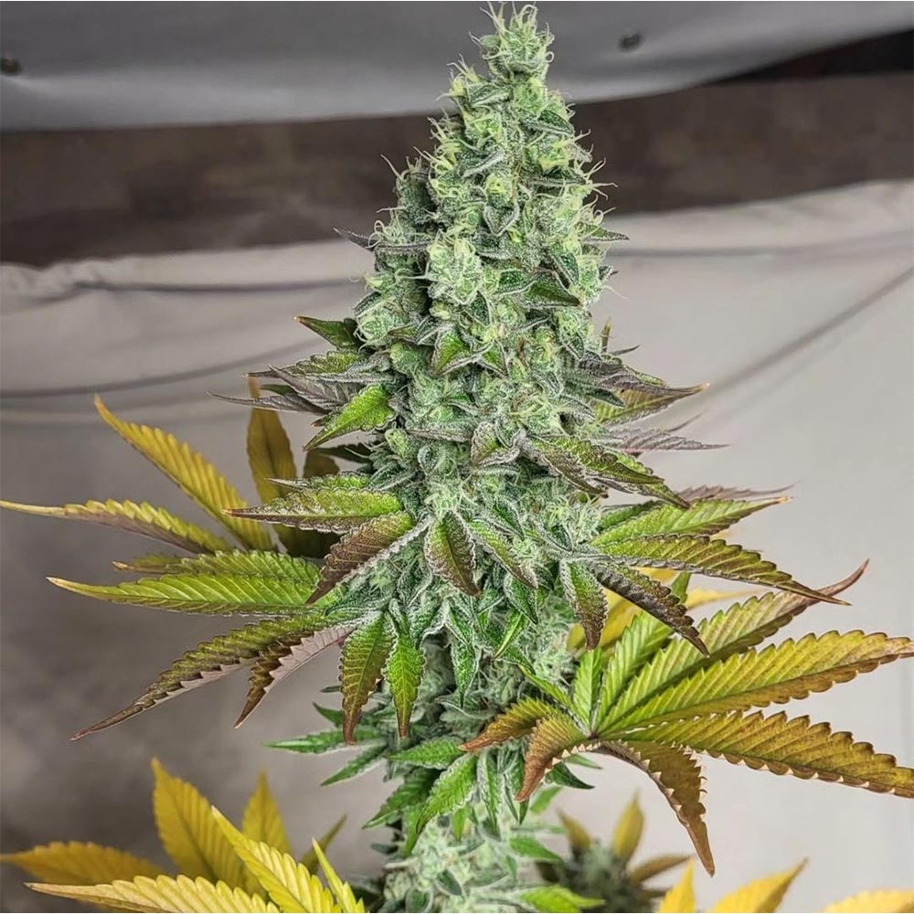 Garlic Kosher Feminized Cannabis Seeds by Old School Genetics Wholesale