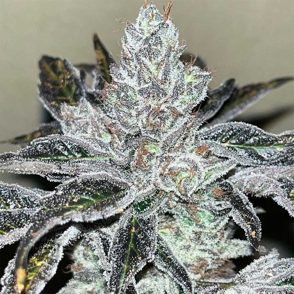 Oreoz Kosher Feminized Cannabis Seeds by Old School Genetics Wholesale