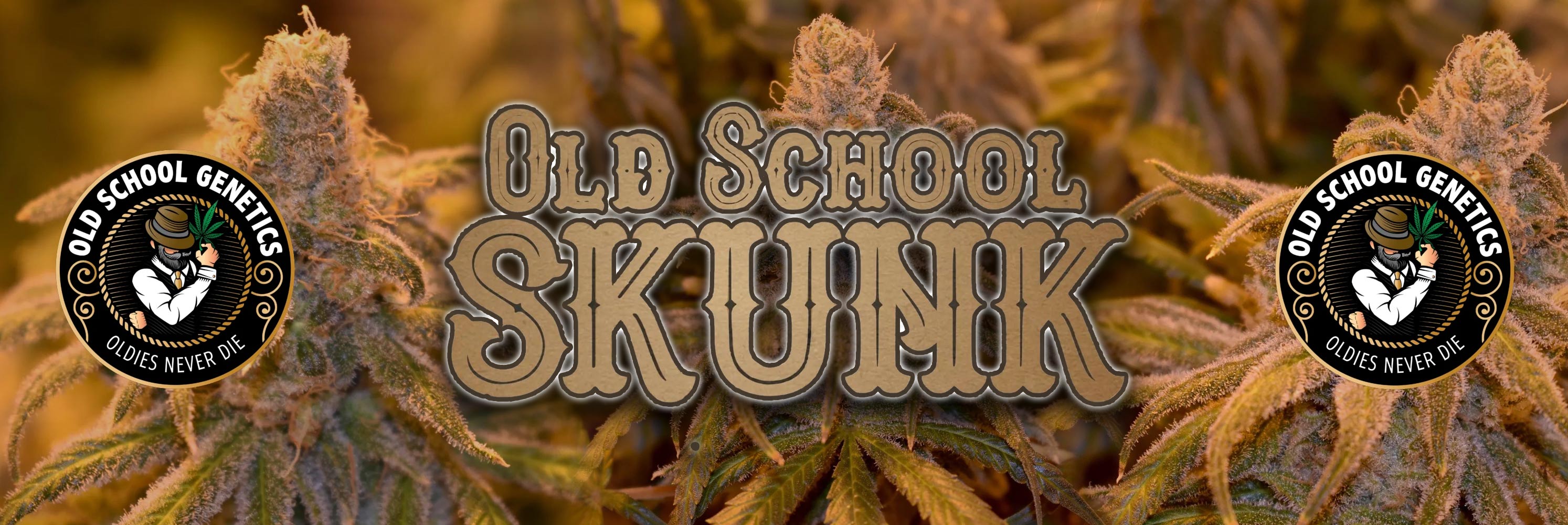 Old School Genetics Cannabis Seeds Wholesale