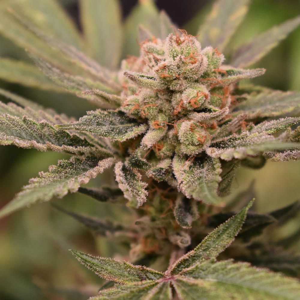 Papaya & Banana Feminized Cannabis Seeds by Old School Genetics Wholesale