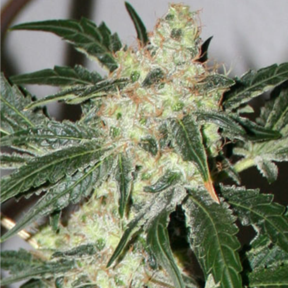 Acid Female Cannabis Seeds