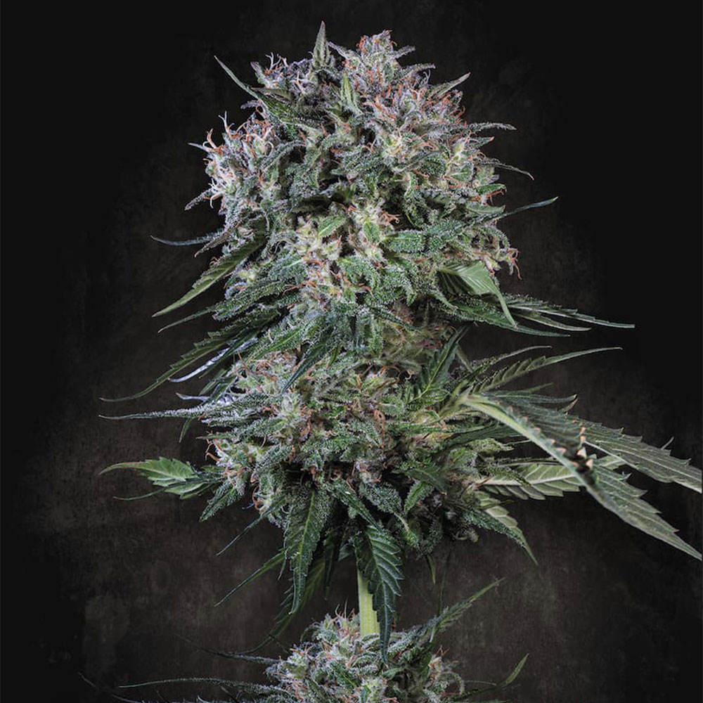 Doppler Feminized Cannabis Seeds Paradise Seeds Wholesale