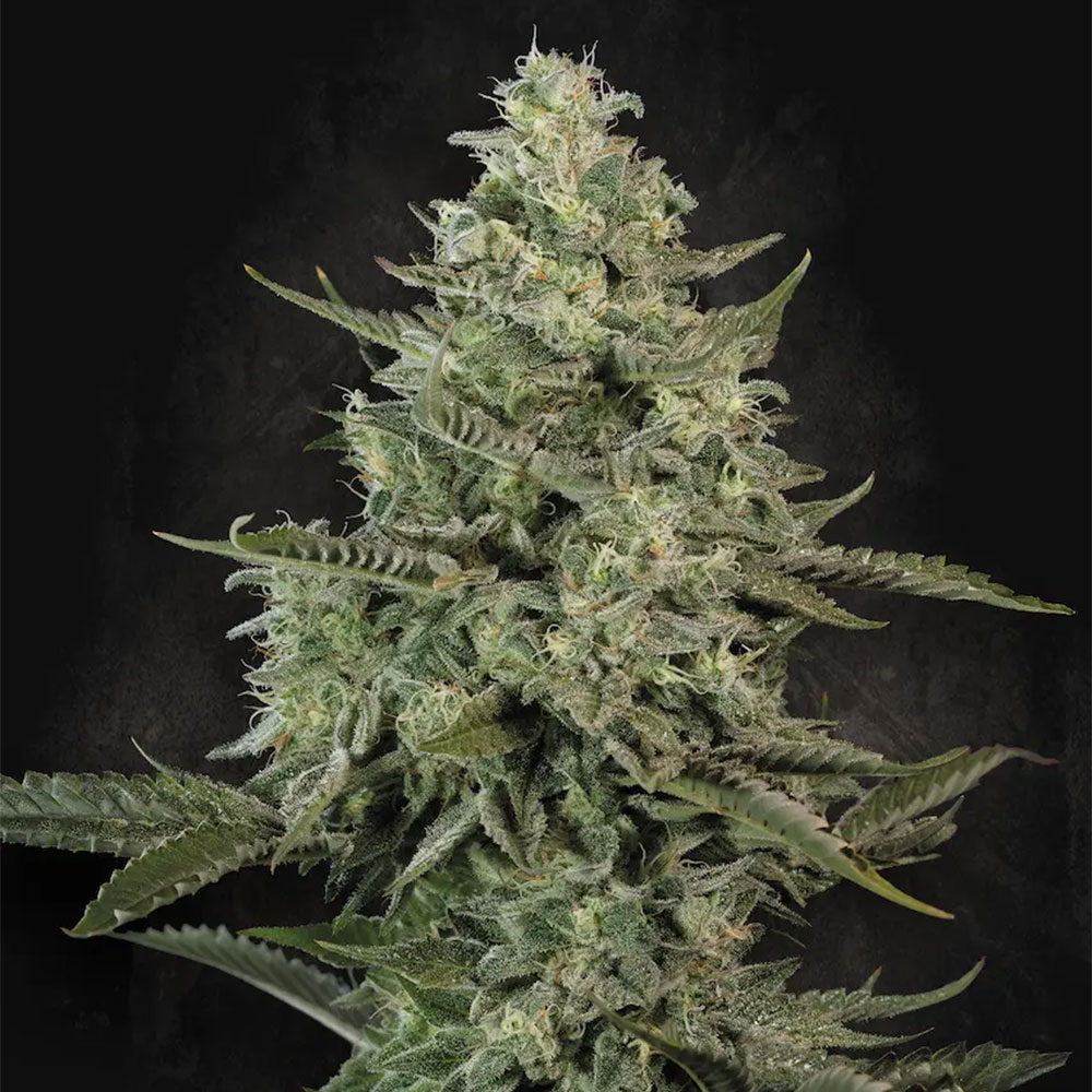 Mendo Creme Feminized Cannabis Seeds Paradise Seeds