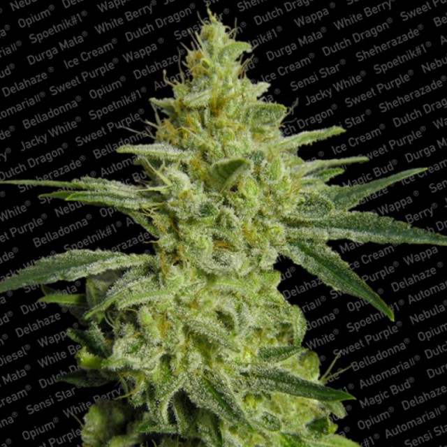 Bubble Banana Gum Female Cannabis Seeds