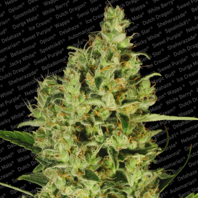 Delahaze Female Cannabis Seeds
