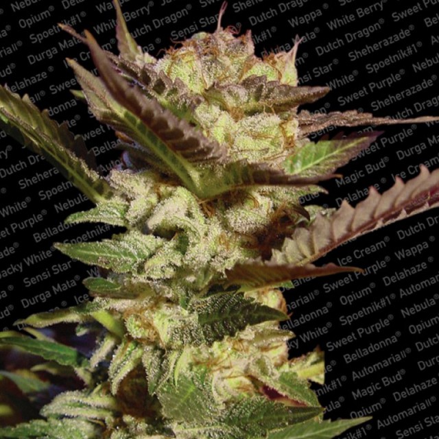 Durga Mata The Mother Goddess Female Cannabis Seeds