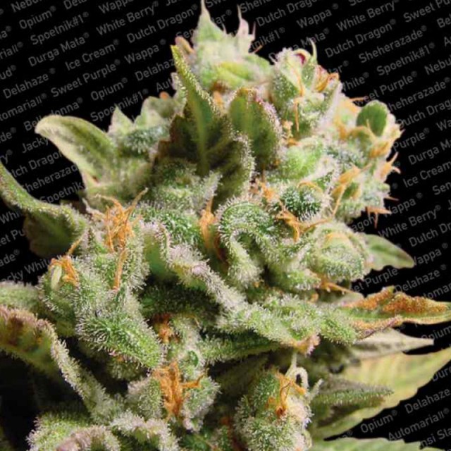 Dutch Dragon Female Cannabis Seeds