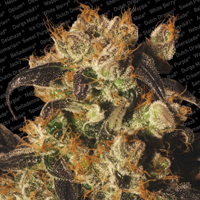 White Berry Female Cannabis Seeds