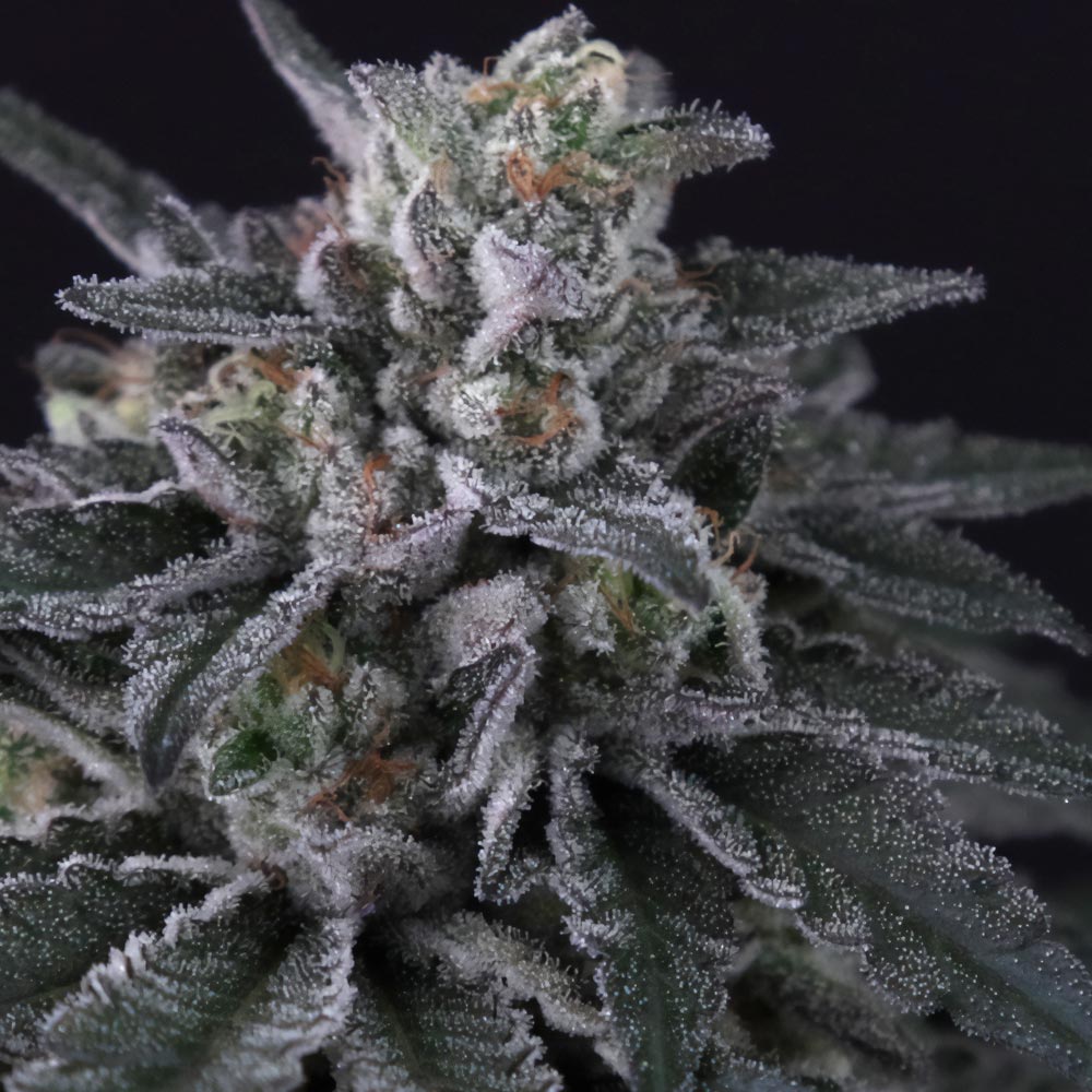 Gulupa Female Cannabis Seeds By Paradise Seeds