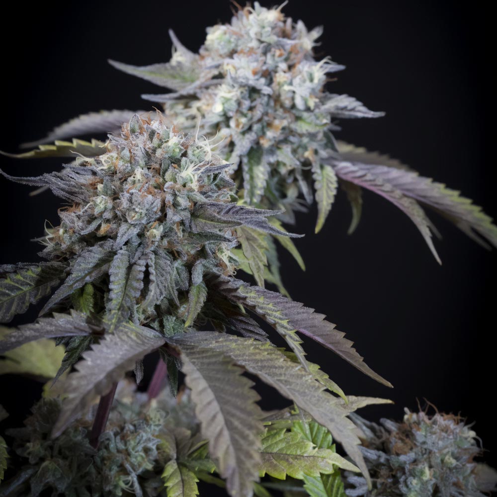 Gulupa Female Cannabis Seeds By Paradise Seeds