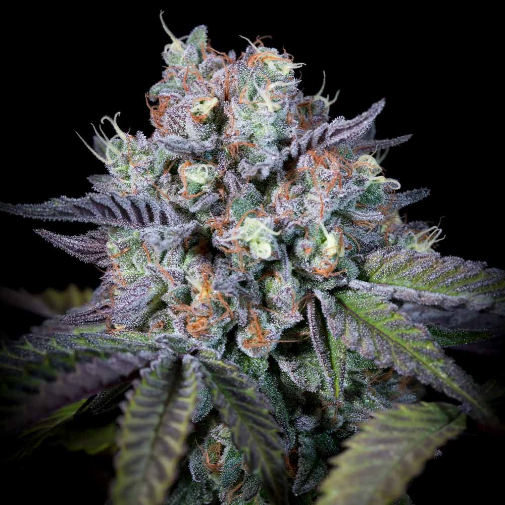Purple Mints Female Weed Seeds
