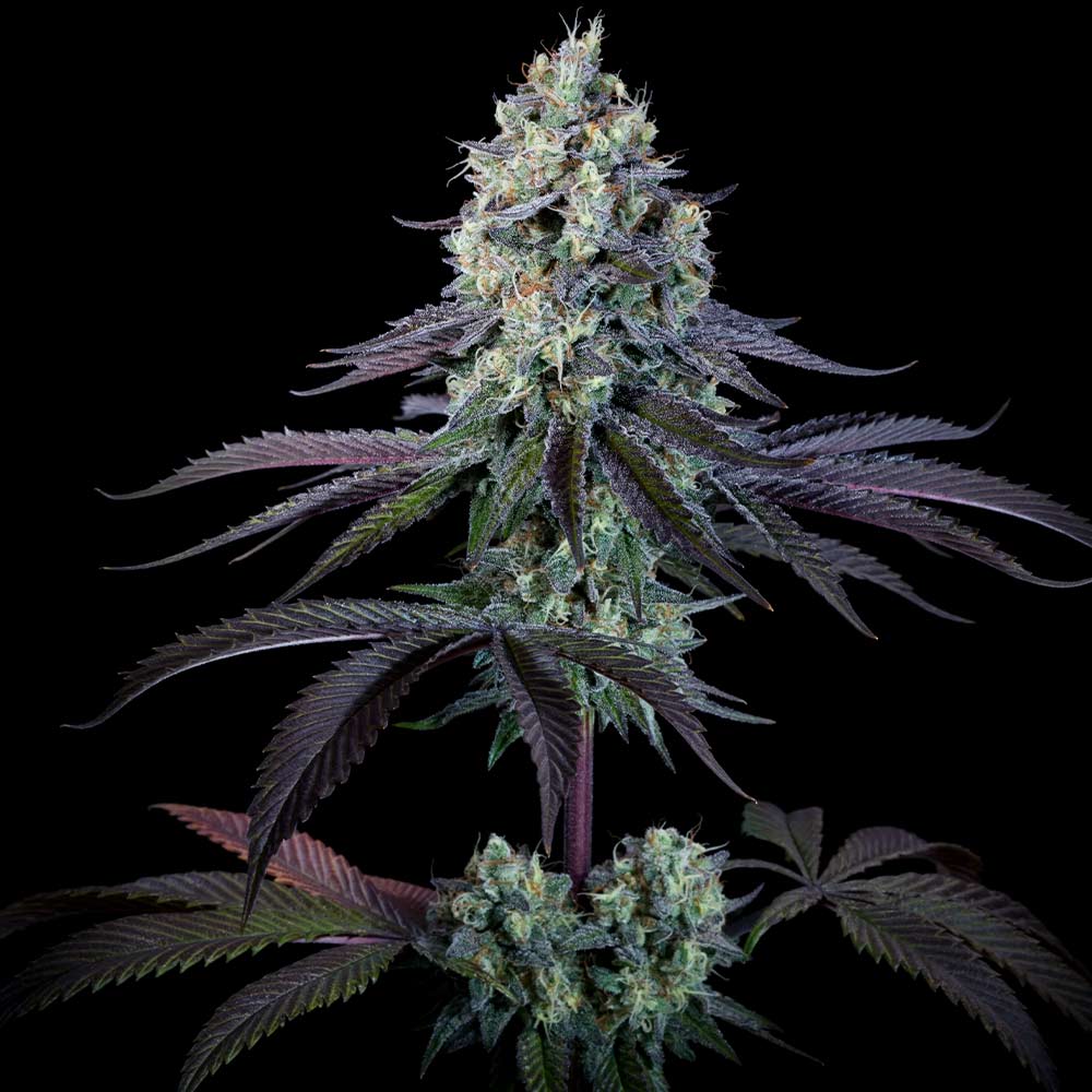 Purple Mints Female Weed Seeds