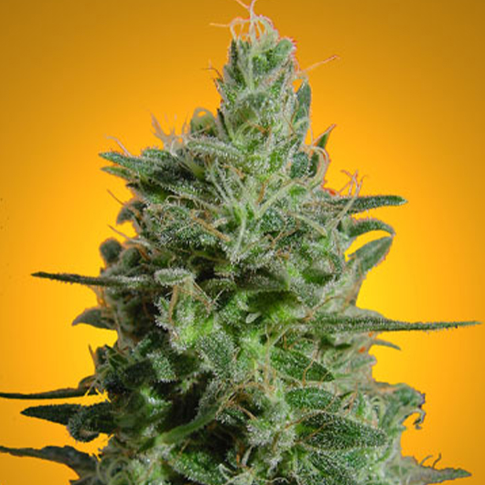 Sativa Champion Pack Female Cannnabis Seeds