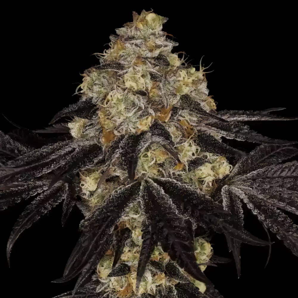 Sunset Paradise Female Weed Seeds by Paradise Seeds
