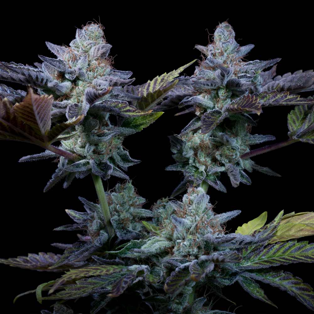 Sweetopia Female Weed Seeds Wholesale