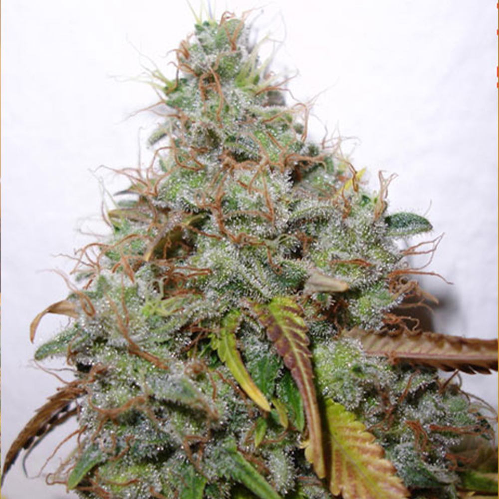 White Berry Female Cannabis Seeds