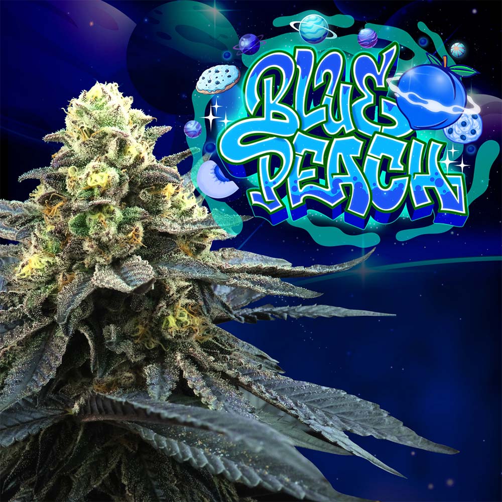 Blue Peach Feminized Seeds Wholesale