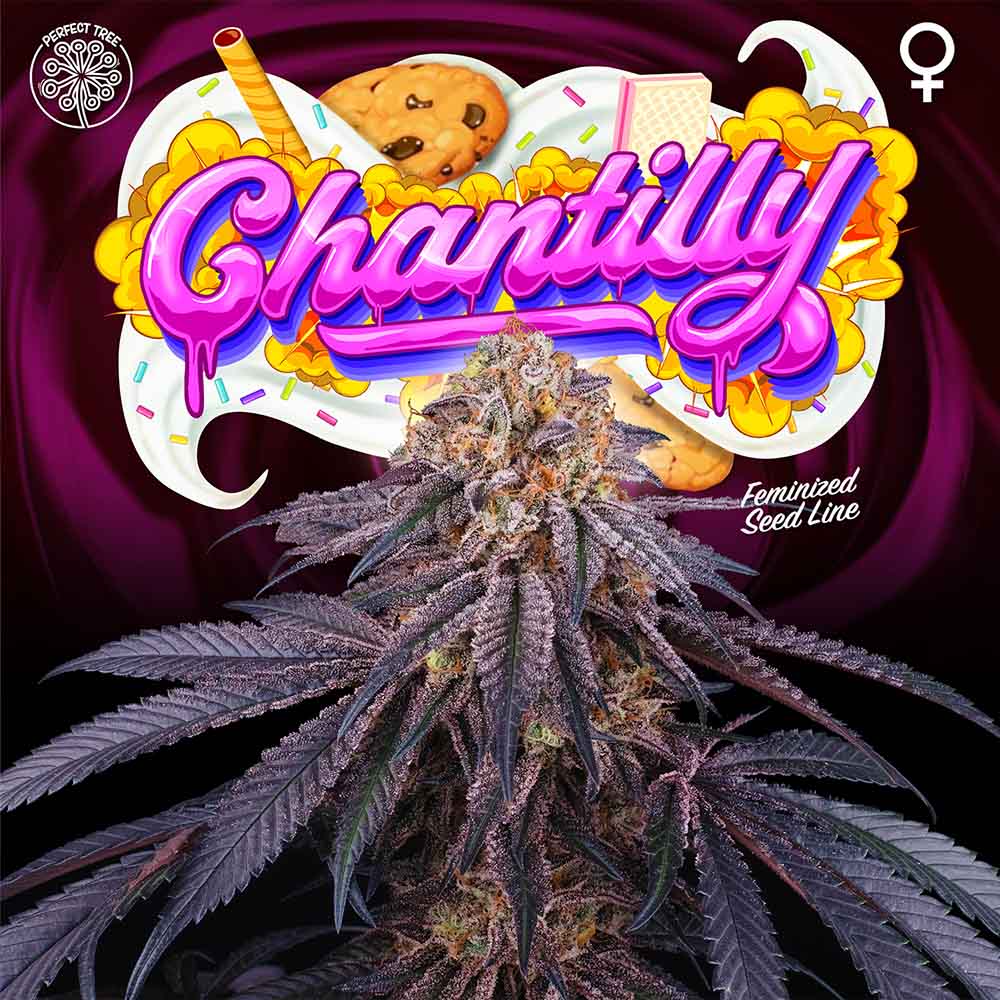 Chantilly Female Cannabis Seeds