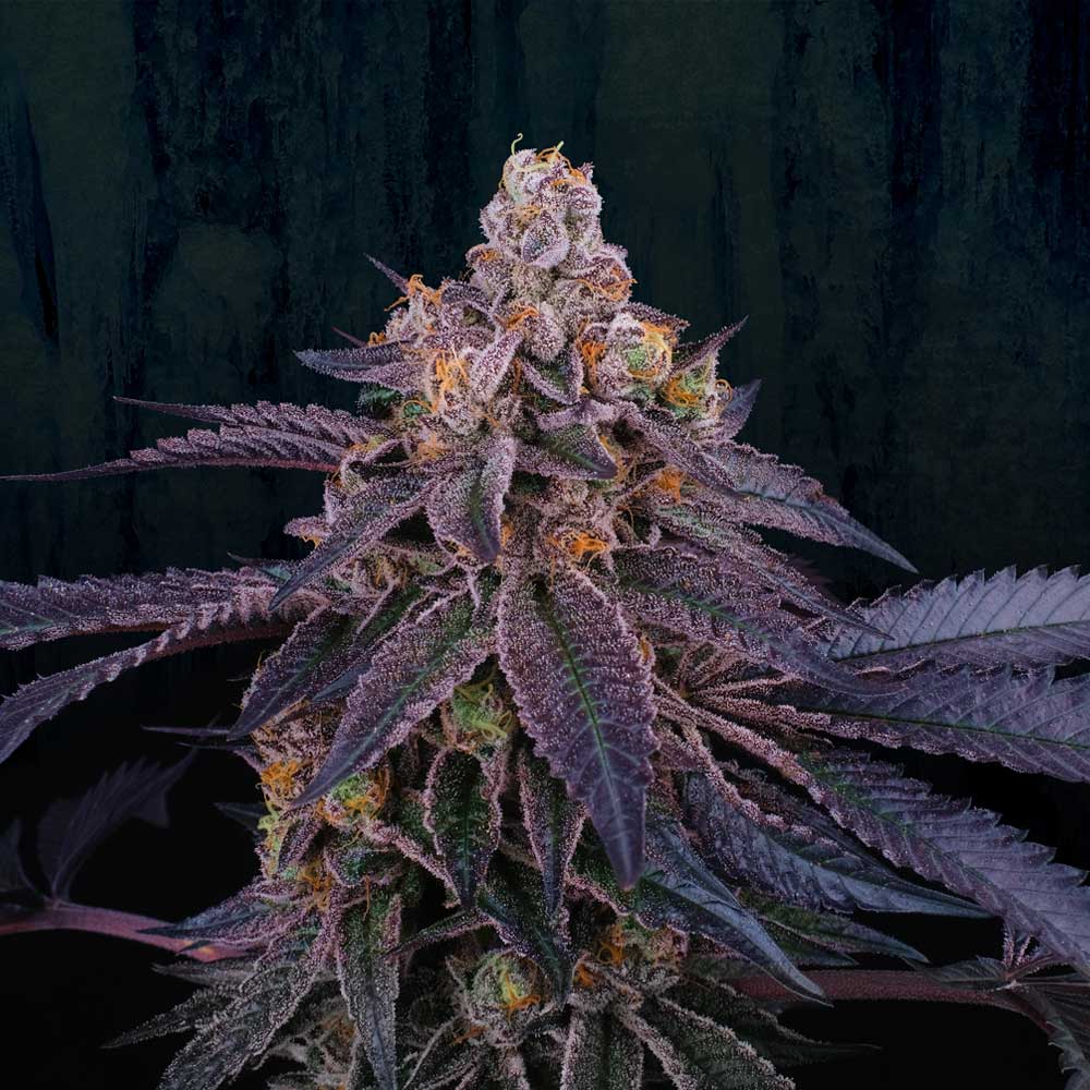 Granita Female Weed Seeds