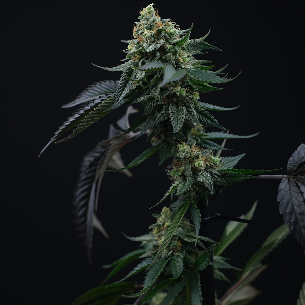 Lime OZZ Feminized Cannabis Seeds