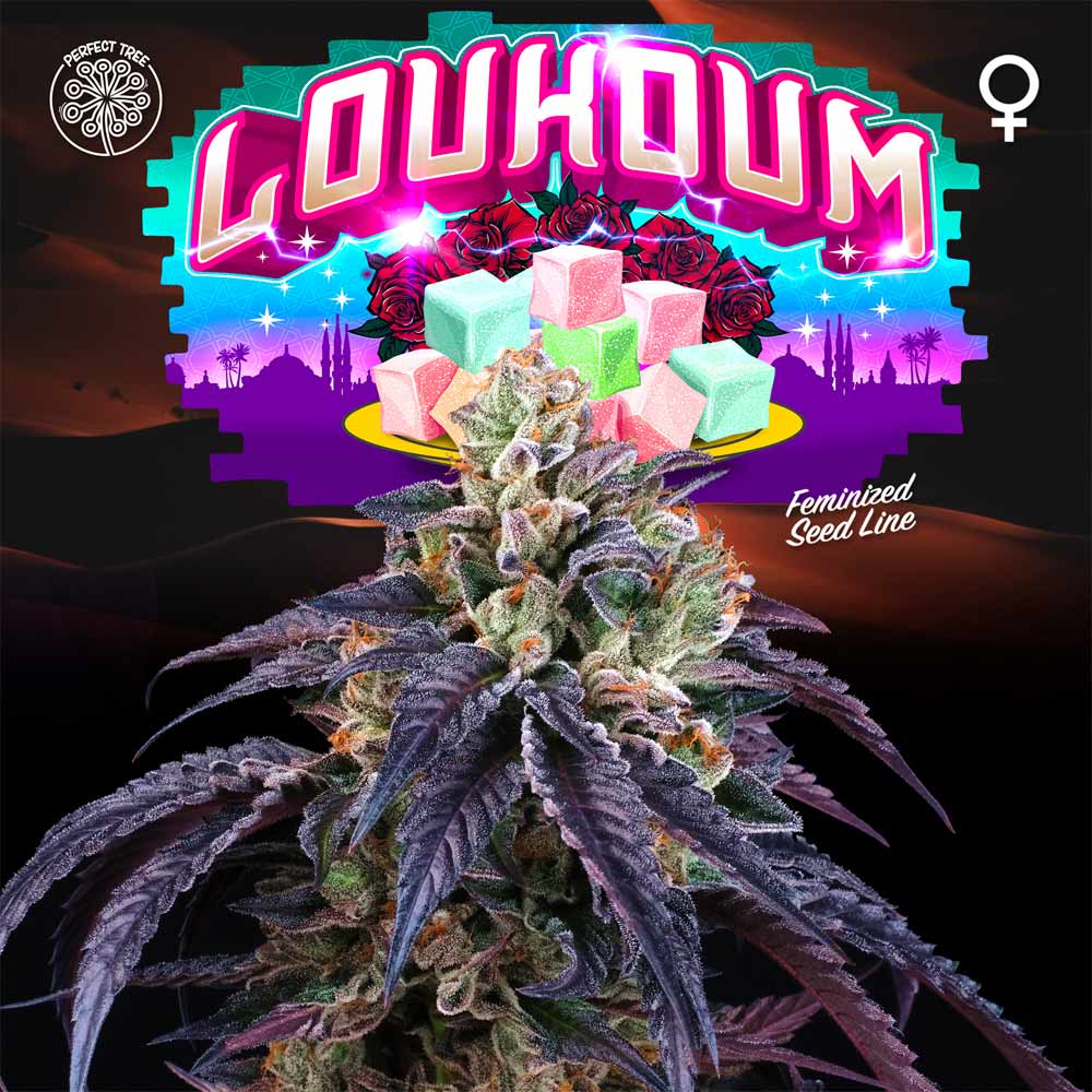 Loukoum Female Weed Seeds