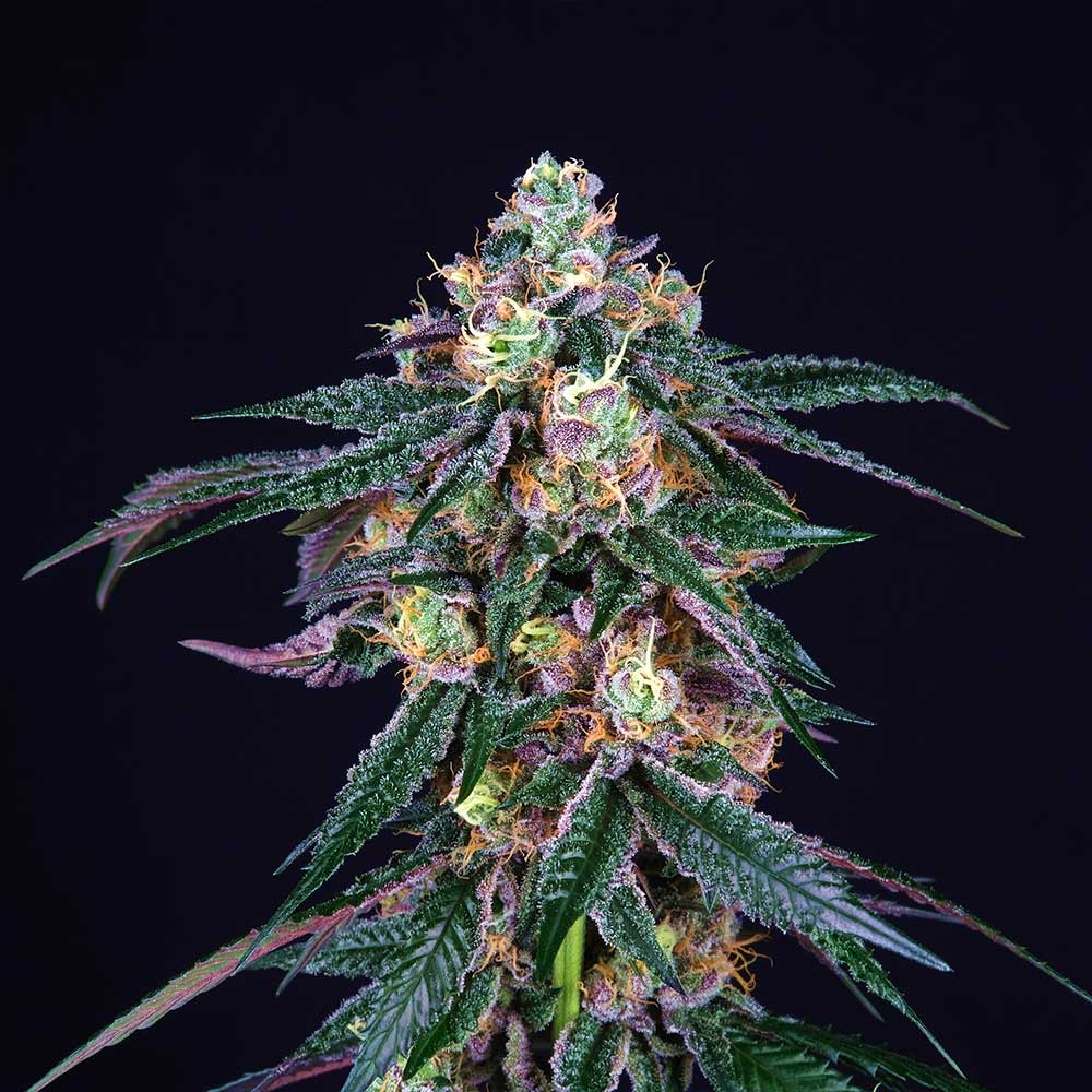 Midnight Sunset Female Weed Seeds Wholesale