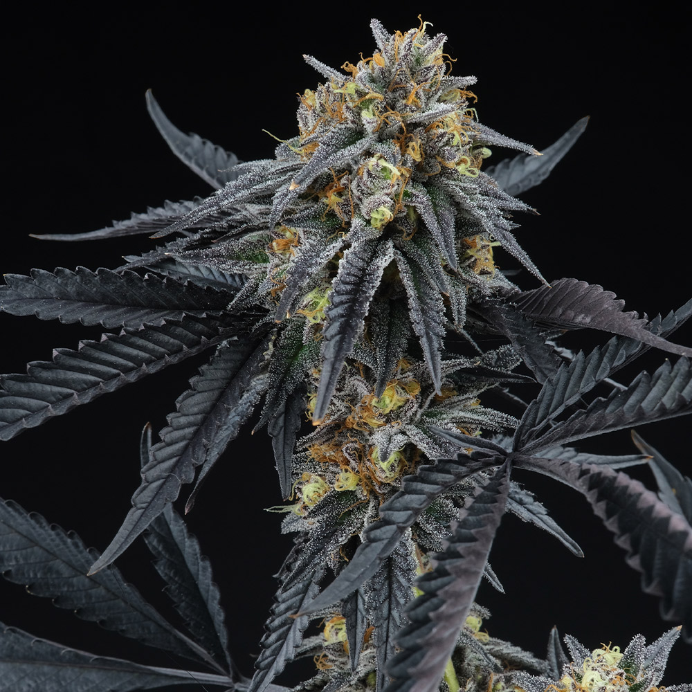Peach Sherbert OG Feminized Cannabis Seeds