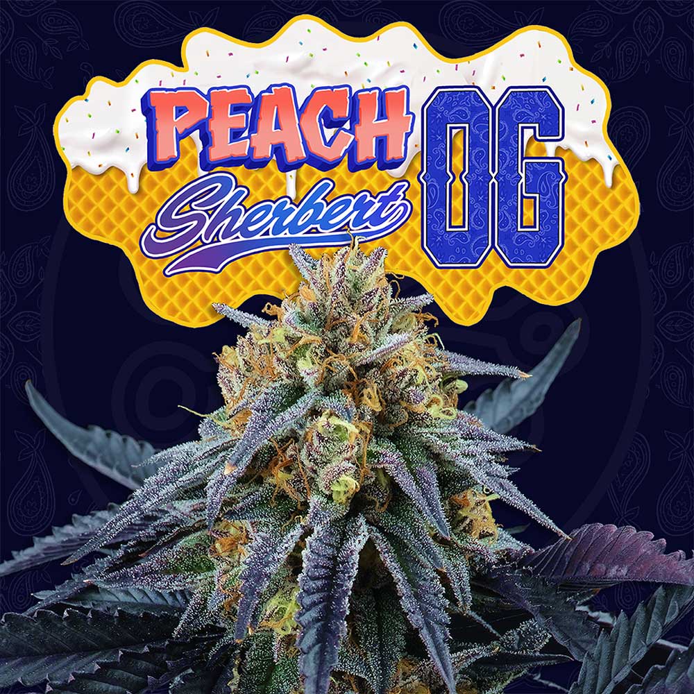 Peach Sherbert OG Feminized Cannabis Seeds