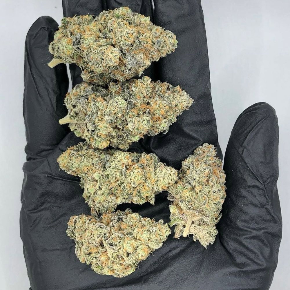 Perfect Tree Cannabis Seeds Wholesale