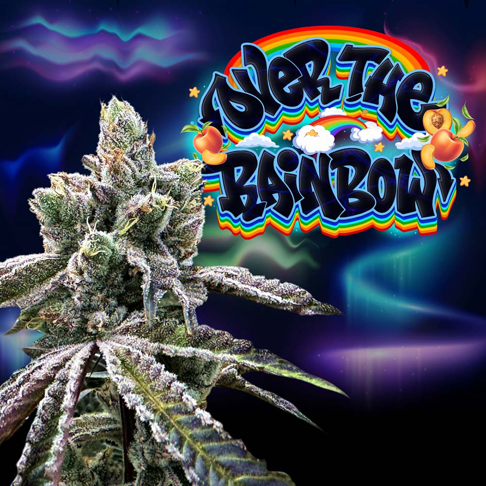 Over The Rainbow Regular Cannabis Seeds Wholesale