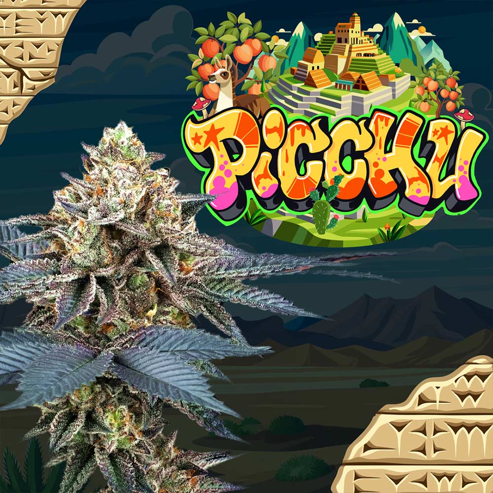 Picchu Feminized Cannabis Seeds Perfect Tree