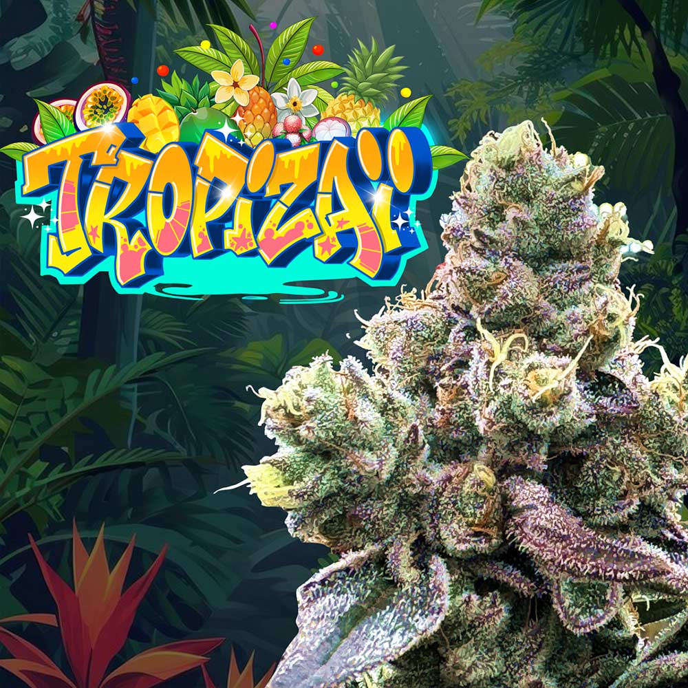 Tropizai Regular Cannabis Seeds
