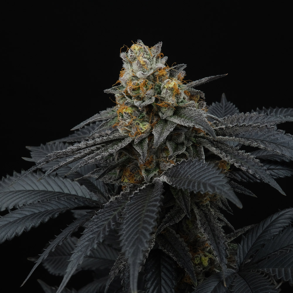 Pink Gasoline Feminized Cannabis Seeds