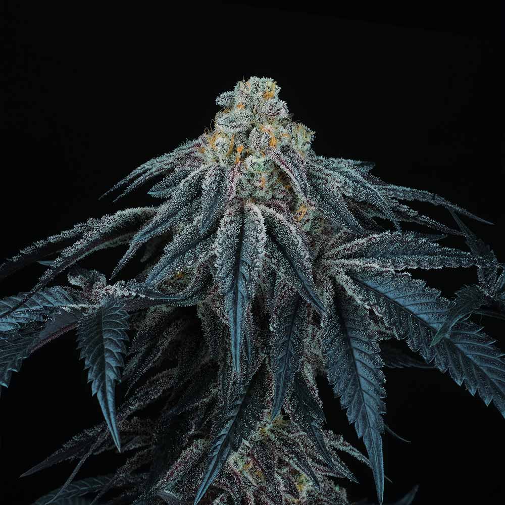 Puff Mints Female Weed Seeds