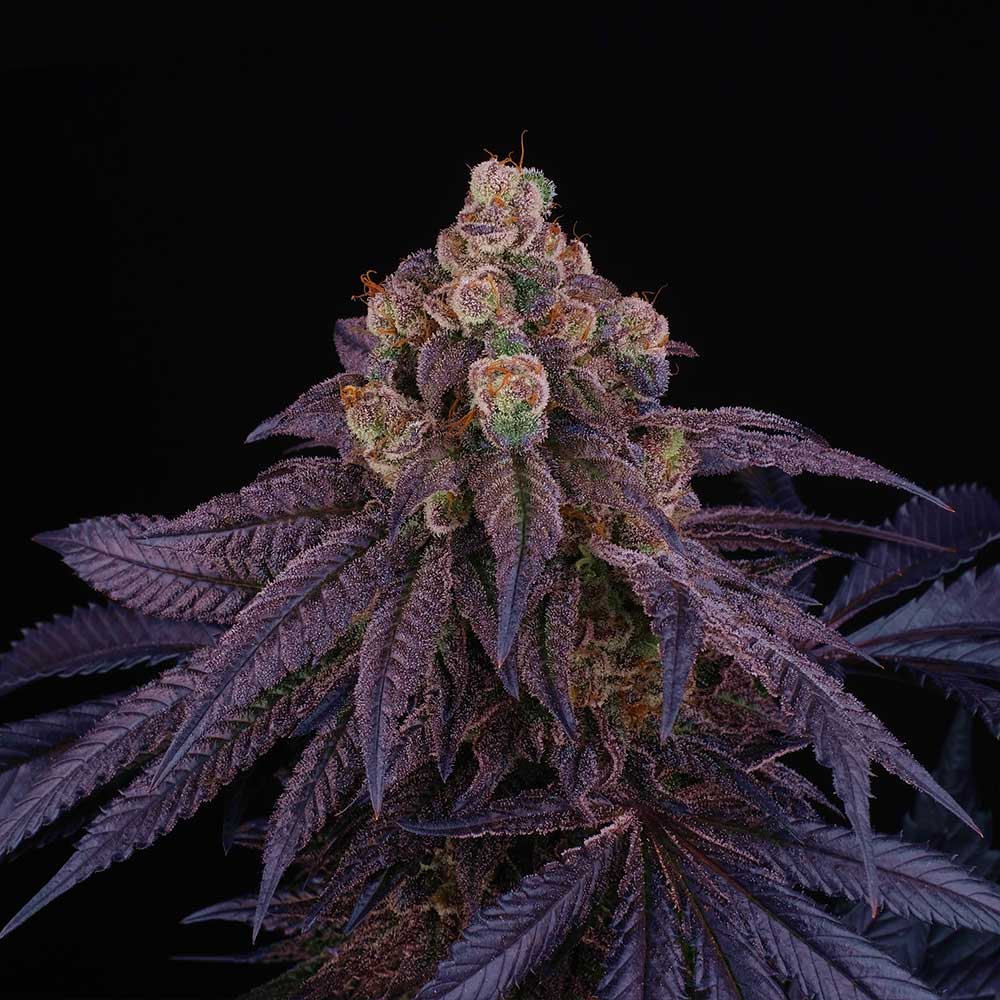 Red Red Wine Female Weed Seeds