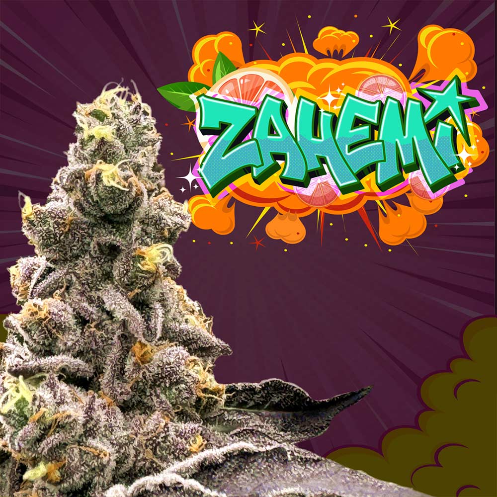 Zahemi Regular Cannabis Seeds Wholesale