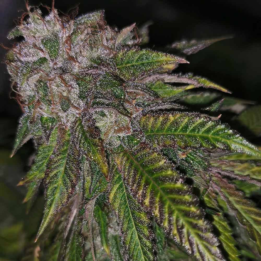 Dirty Kuntz Female Cannabis Seeds Wholesale
