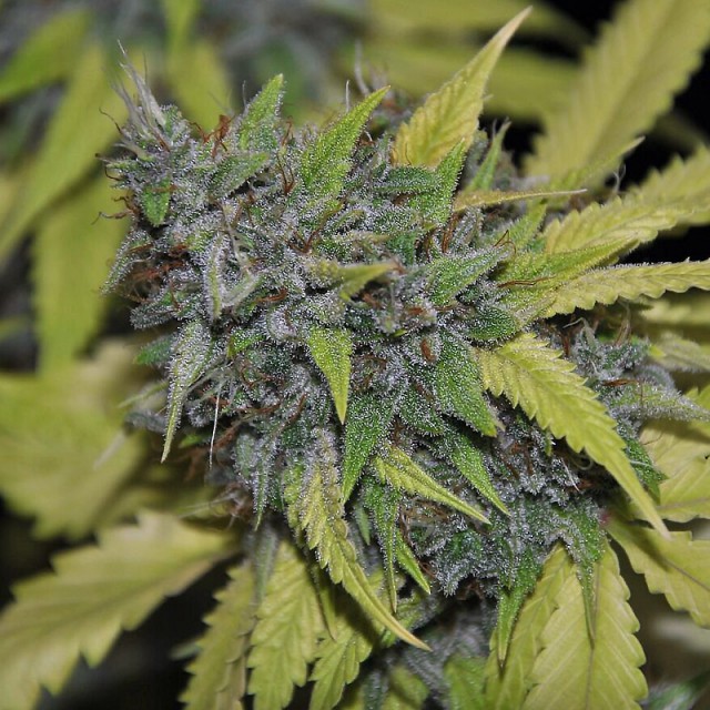 Grandaddy Confidential Female Cannabis Seeds