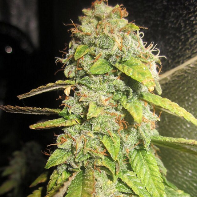 Notorious OG Female Cannabis