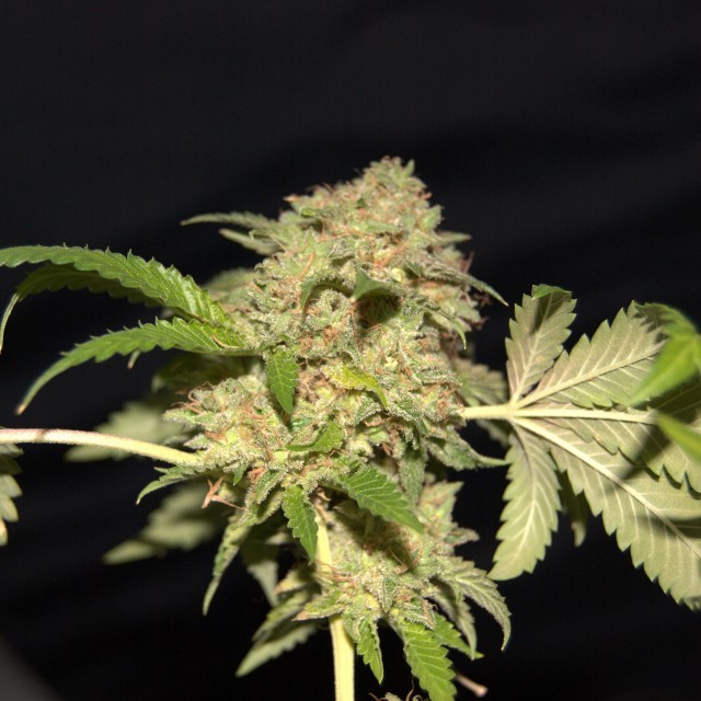 LA Fire Female Cannabis Seeds