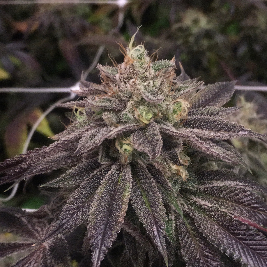 StarCake Cannabis Seeds