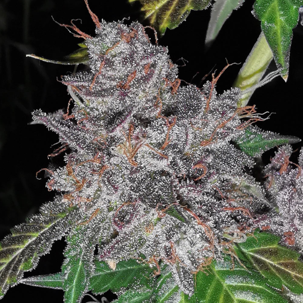 Pheno Finder Cannabis Seeds Ashcatcher