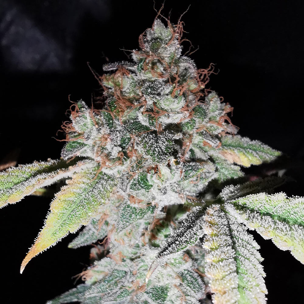 Rainbow Cake Female Cannabis Seeds