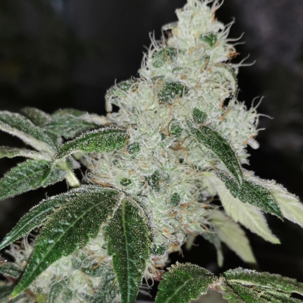 Sowah Sherbert Female Cannabis