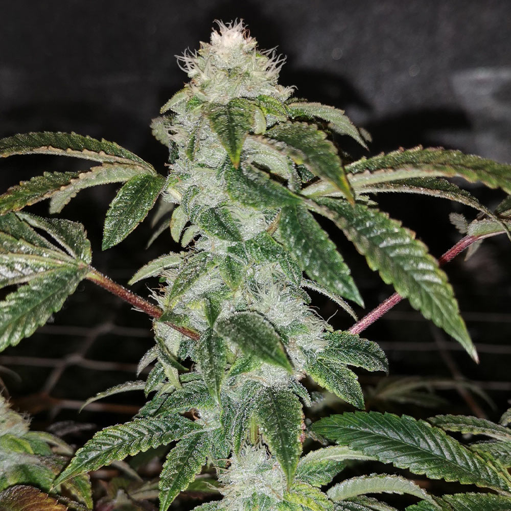Sowah Sherbert Female Cannabis